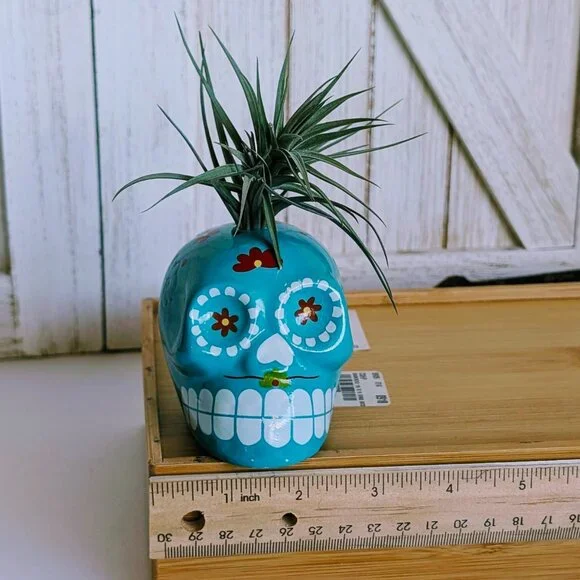 NWT Glazed Teal Ceramic Sugar Skull Air Plant Holder with Air Plant 💀 - Picture 2 of 6